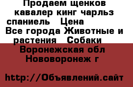 Продаем щенков кавалер кинг чарльз спаниель › Цена ­ 60 000 - Все города Животные и растения » Собаки   . Воронежская обл.,Нововоронеж г.